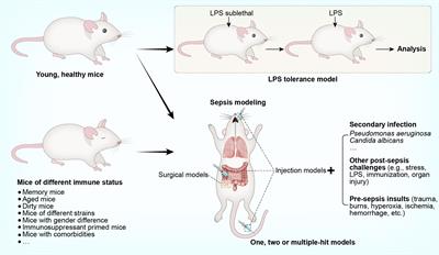 Murine mice top